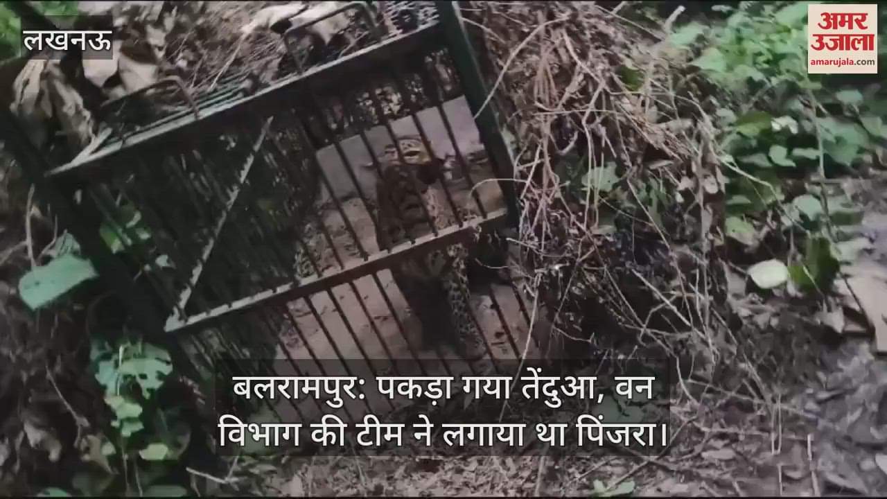 VIDEO : बलरामपुर: पकड़ा गया तेंदुआ, वन विभाग की टीम ने लगाया था पिंजरा