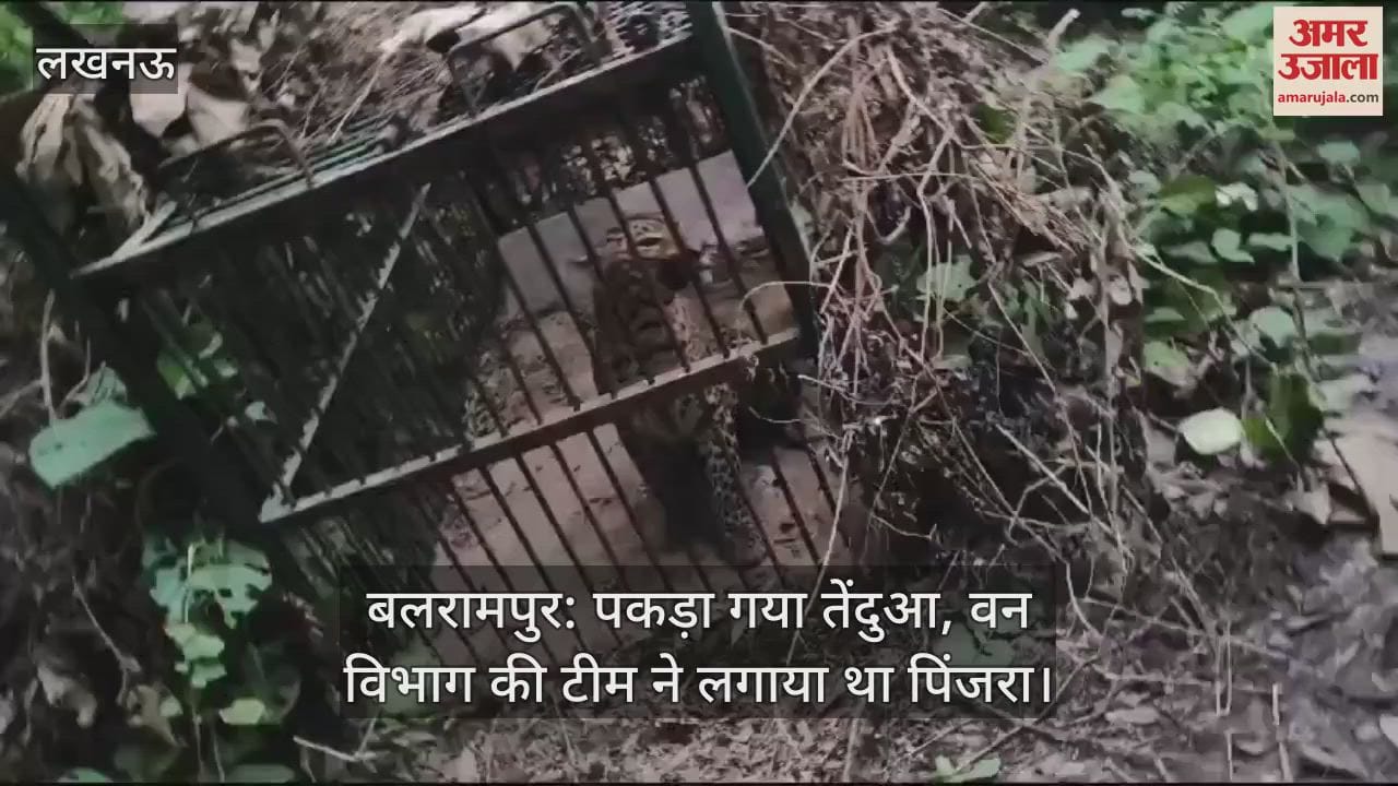 VIDEO : बलरामपुर: पकड़ा गया तेंदुआ, वन विभाग की टीम ने लगाया था पिंजरा