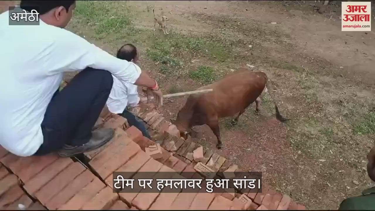 VIDEO : Amethi: पशु कर्मचारियों पर सांड हुआ हमलावर, कर्मचारियों ने ईंटे के चट्टे पर चढ़कर बचाई अपनी जान