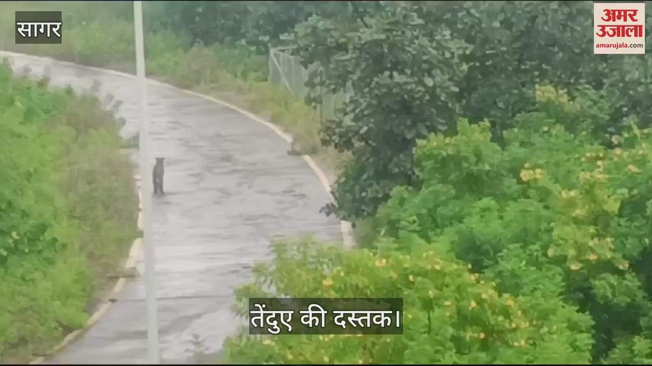 MP News Leopard seen in Sagar University campus forest department appeals to people to cautious watch video