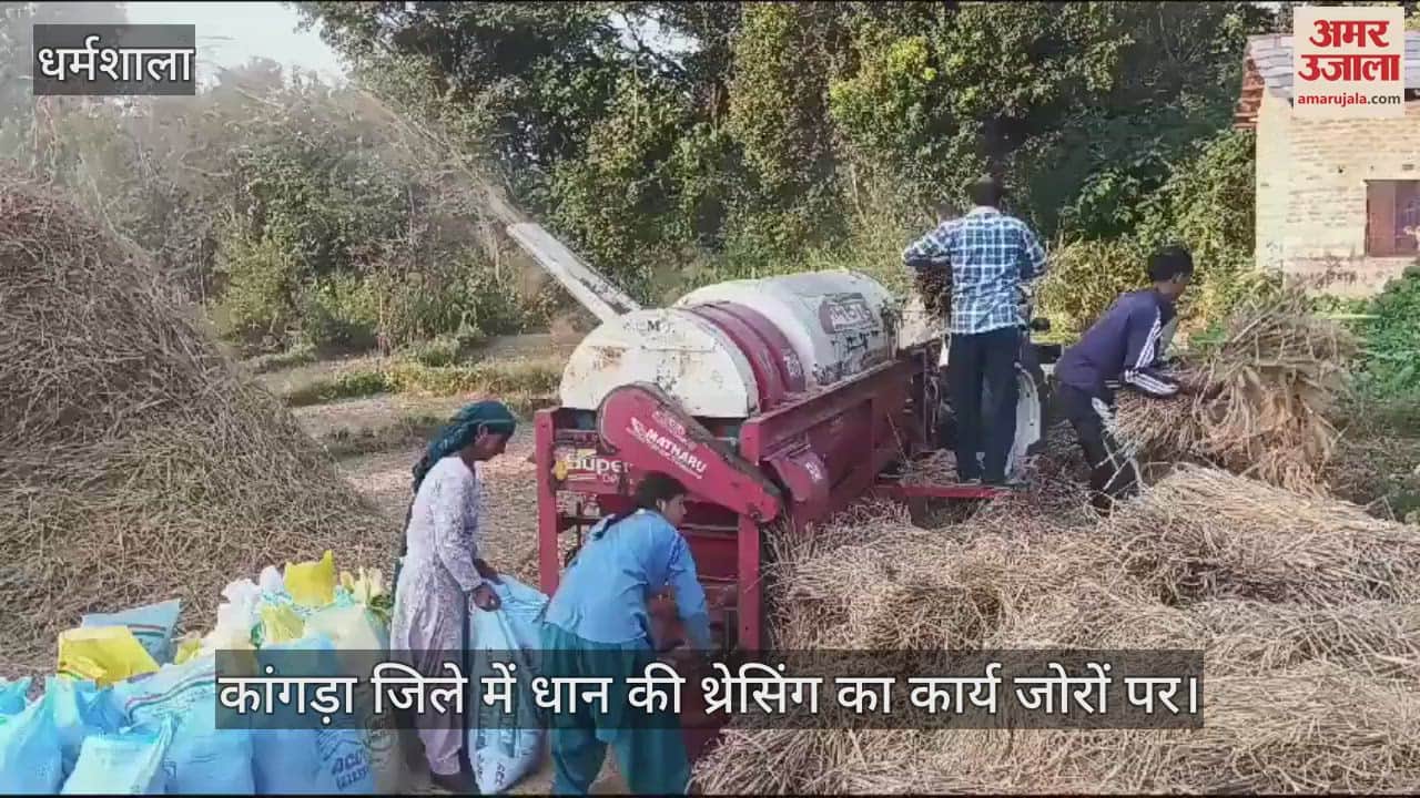 VIDEO : Paddy threshing work is in full swing in Kangra district