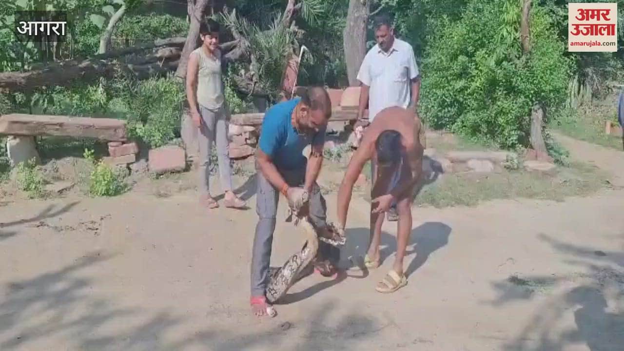 VIDEO : ताजमहल में प्रवेश कर रहा था इतना विशाल अजगर...पकड़ने में पहलवान के भी छूट गए पसीने, लोगों की फटी रही गईं आंखें