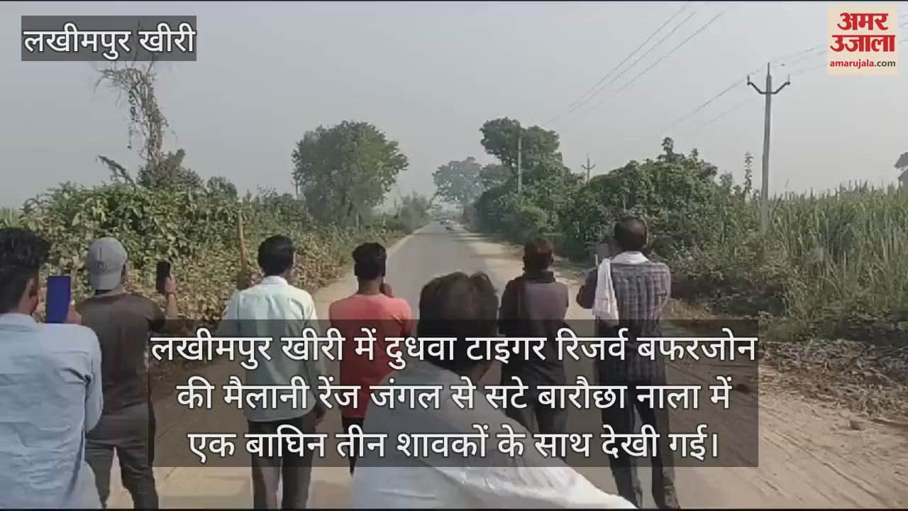 VIDEO : सड़क पर तीन शावकों के साथ दिखी बाघिन, थम गए राहगीरों के कदम