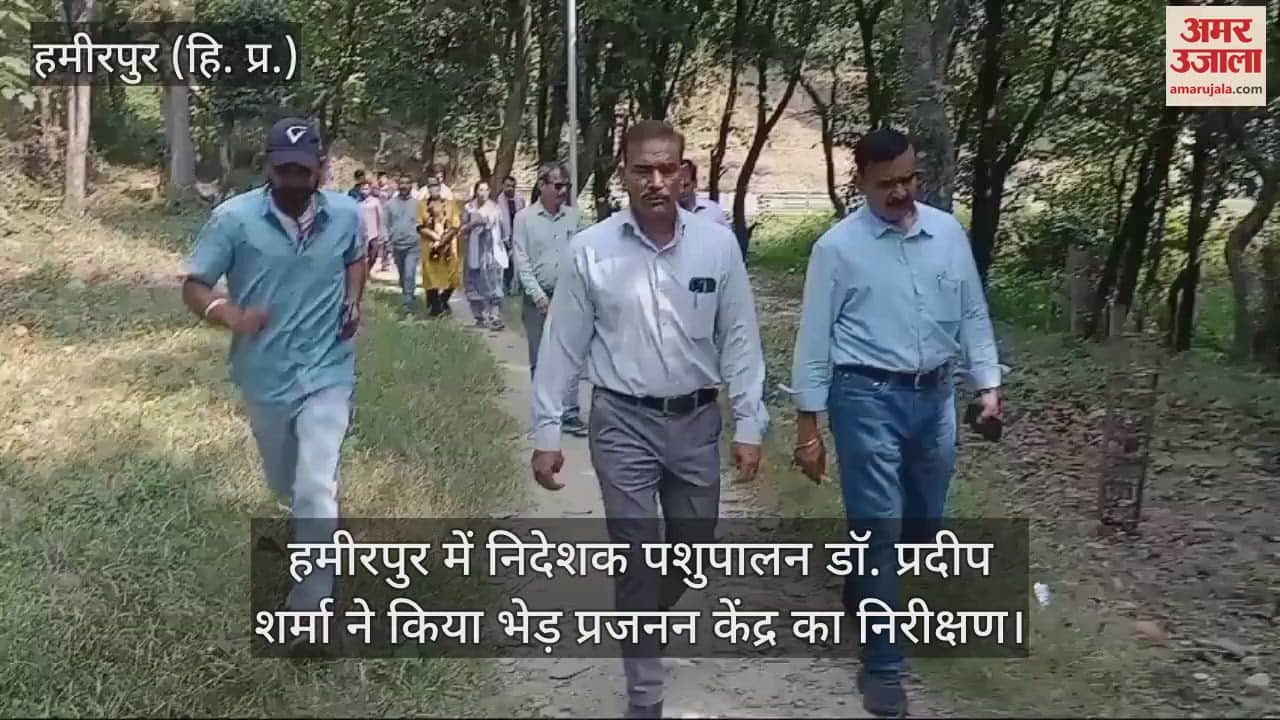 VIDEO : Director Animal Husbandry Dr. Pradeep Sharma inspected the sheep breeding center in Hamirpur