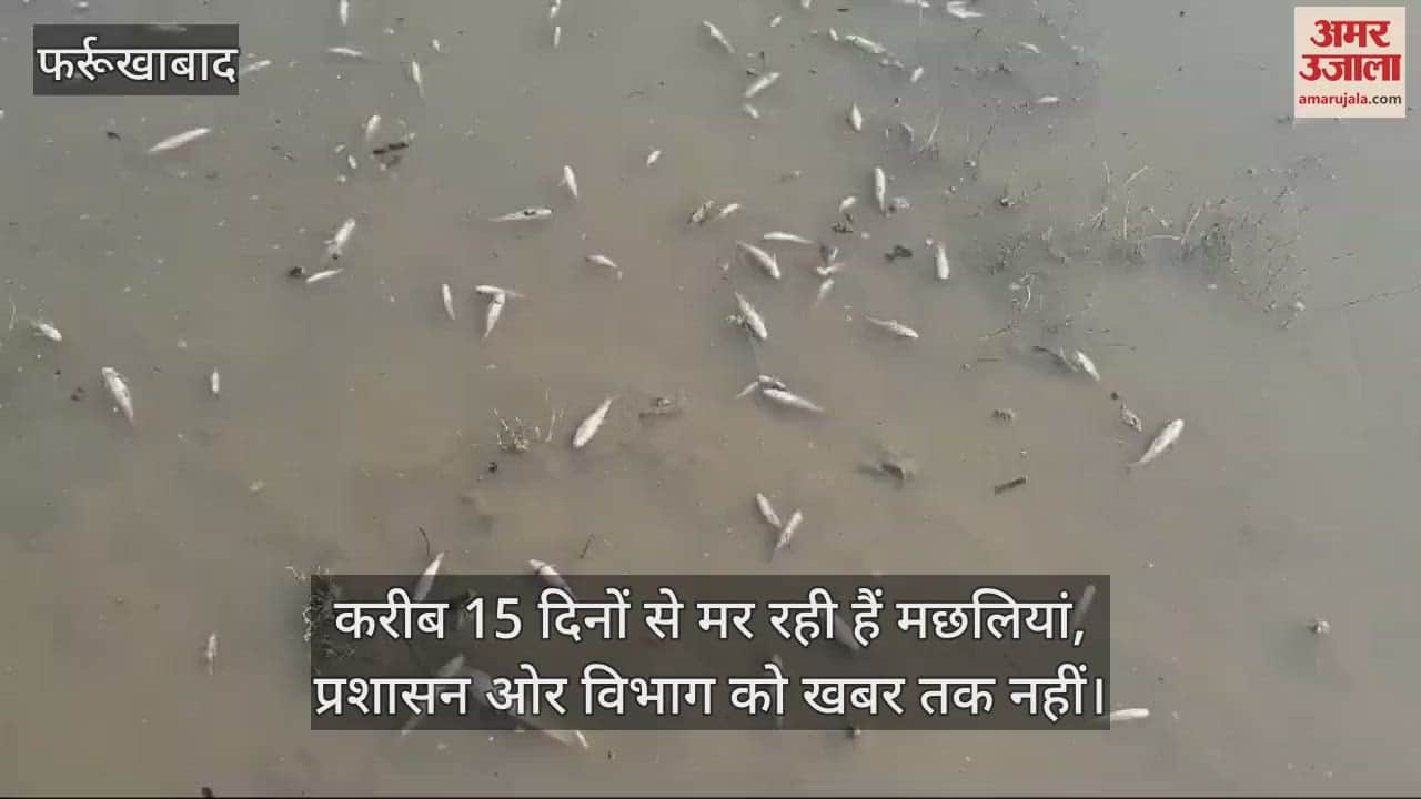 VIDEO : फर्रुखाबाद के भैरोघाट पर गंगा में मर गईं लाखों मछलियां, पानी का प्रवाह रुकने और प्रदूषण से जान जाने की आशंका