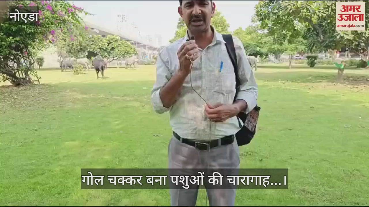 VIDEO : ग्रेटर नोएडा में गोल चक्कर बना पशुओं की चारागाह, हरियाली को पहुचा रहे नुकसान; जिम्मेदार प्रशासन बना लापरवाह