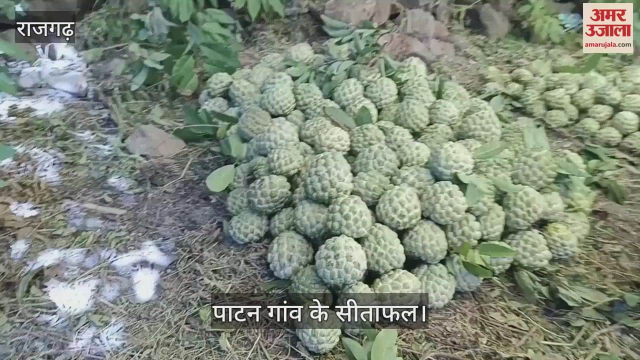 Sitaphal of Rajgarh in MP is in demand even in Kota of Rajasthan, the bigger the fruit the higher the price.