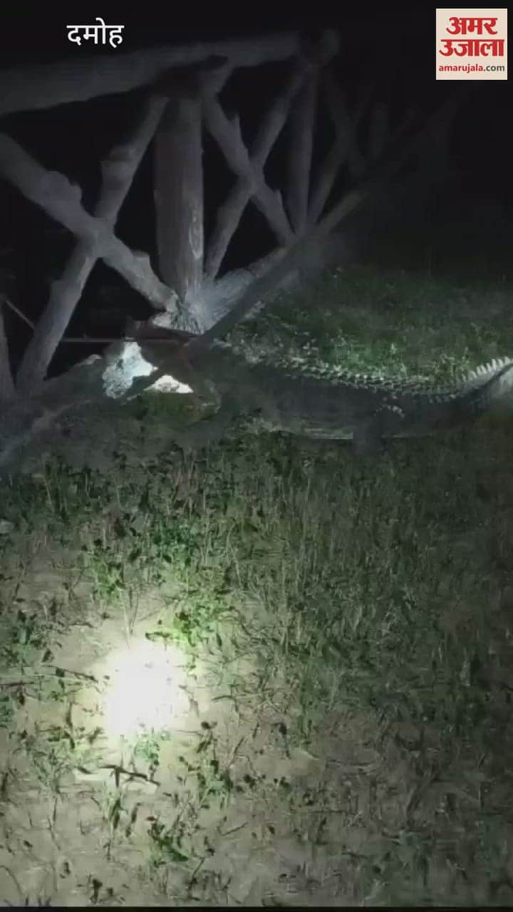 Damoh crocodile came out of river and reached near petrol pump, forest personnel rescued and caught it