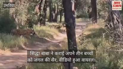 Umaria News Siddha Baba took his three children on a jungle tour video went viral