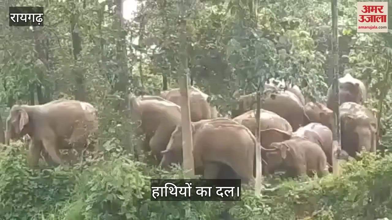 VIDEO : A group of elephants was seen in the forests of Raigad farmers united and chased them away