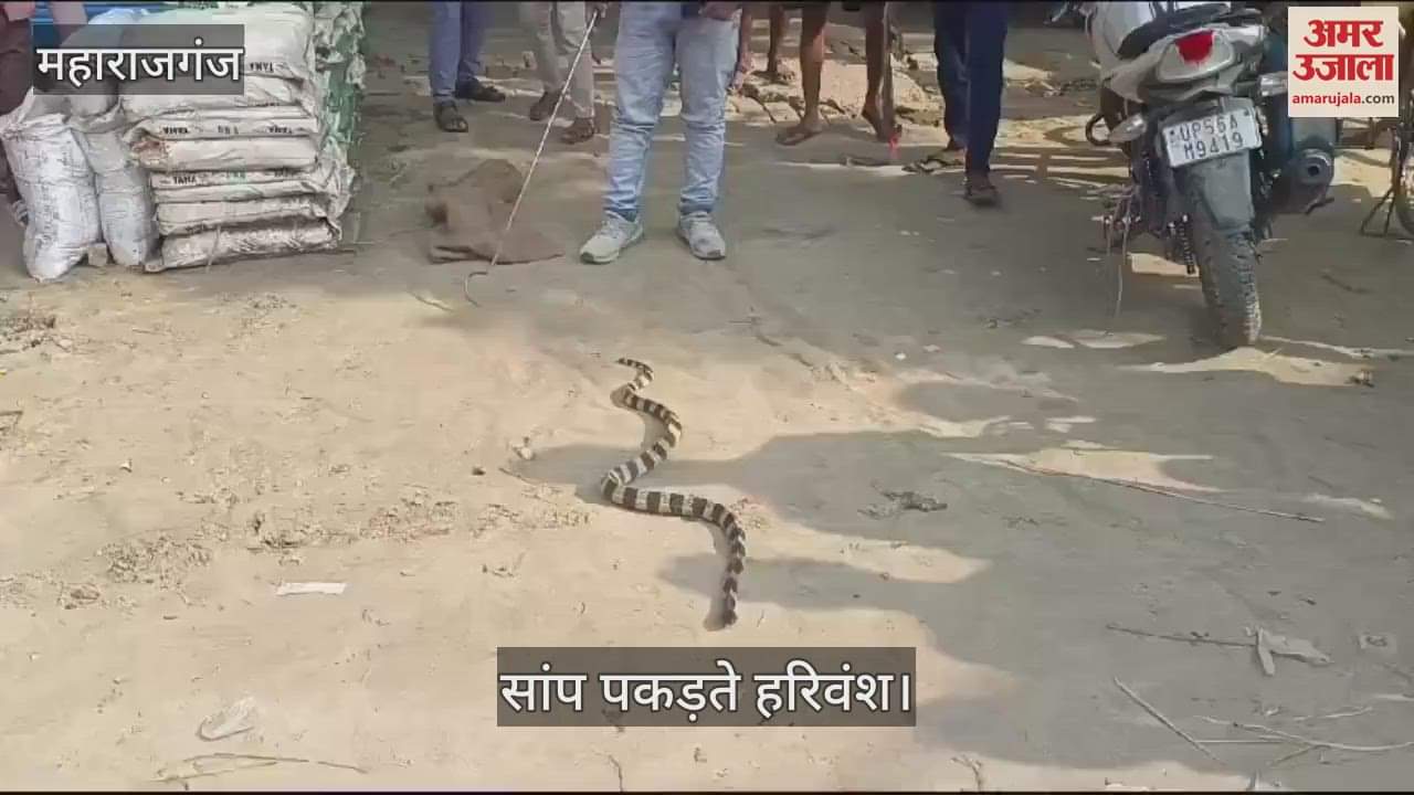VIDEO : Snack catcher Harivansh caught the snake in Maharajganj, got scared after coming out in the open