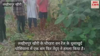 VIDEO : लखीमपुर खीरी के धूसाखुर्द घोसियाना में घर में घुसकर बछिया को दबोच ले गया तेंदुआ
