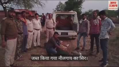 damoh Nilgai's head and meat were buried three feet deep in the ground, action taken by buffer zone management