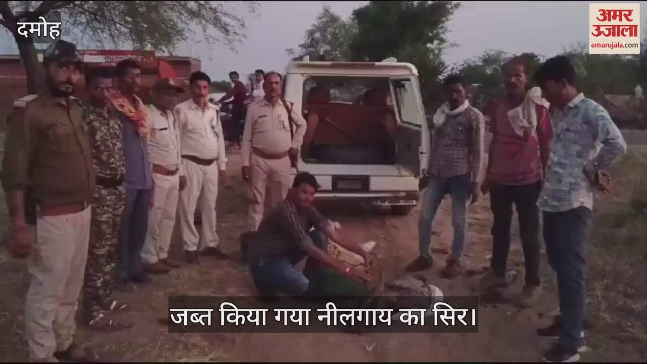 damoh Nilgai's head and meat were buried three feet deep in the ground, action taken by buffer zone management