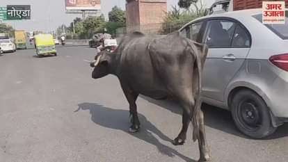 VIDEO : Terror of stray animals on the streets of Noida
