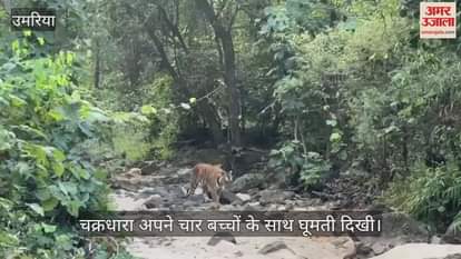 your four Chakradhara seen taking the cubs for a walk, video went viral on social media