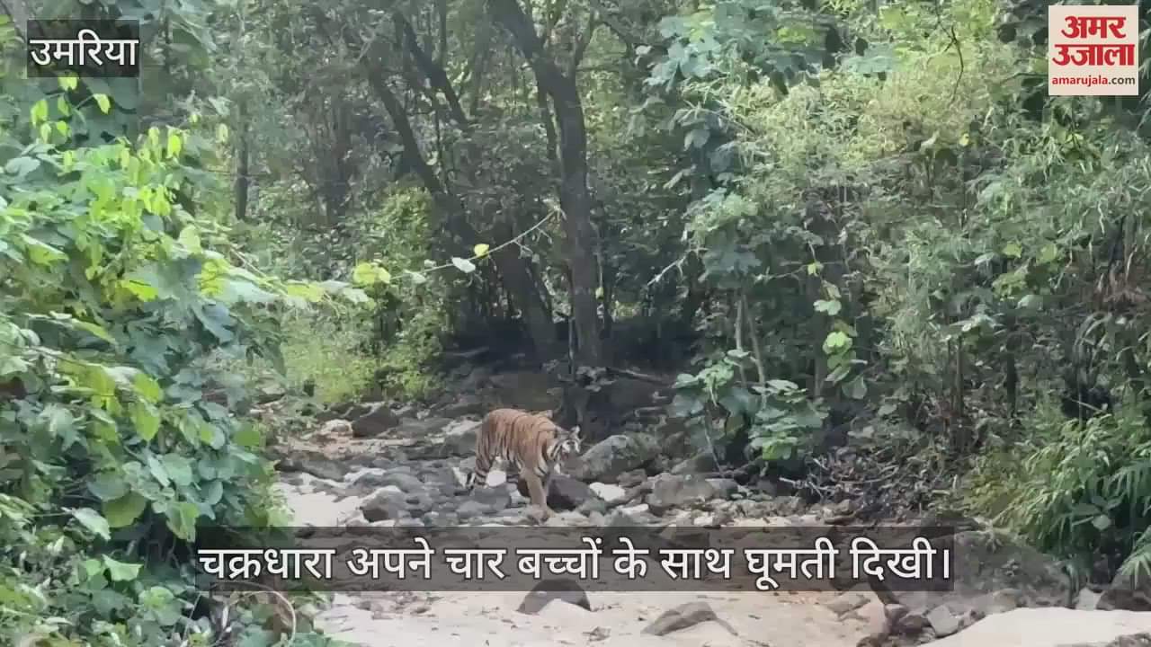 your four Chakradhara seen taking the cubs for a walk, video went viral on social media
