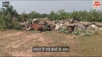 Damoh Sensation spread after dead bodies of 43 bulls were found in the forest of Nohta Beat