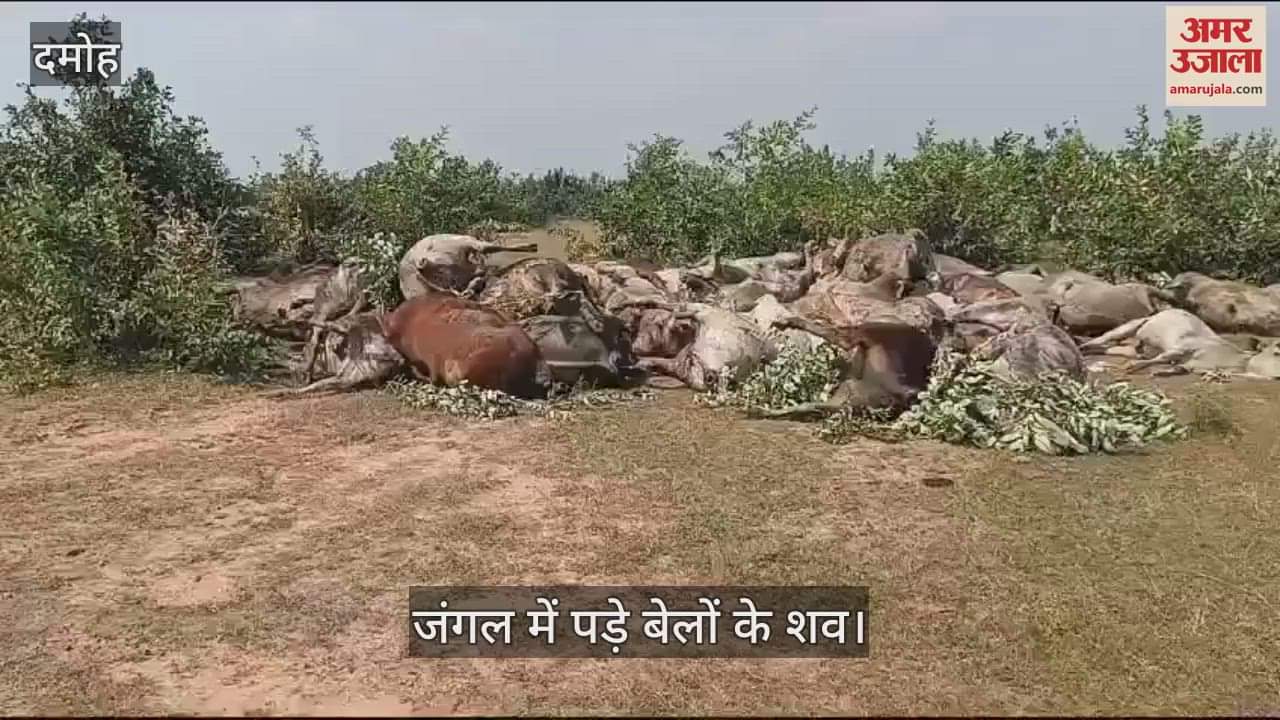Damoh Sensation spread after dead bodies of 43 bulls were found in the forest of Nohta Beat