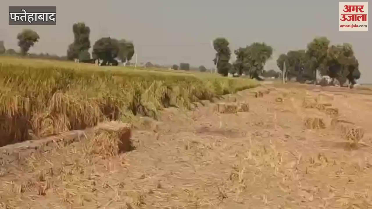 VIDEO : Farmers in trouble in Fatehabad, bales of stubble made in the field 10 days ago, not picked up yet