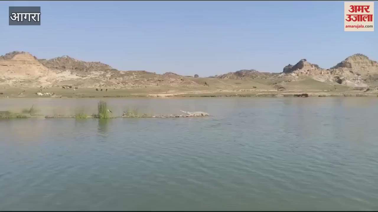 VIDEO : घड़ियाल ने किया नाविक पर हमला, जबड़ों में दबा लिया पैर...ऐसे बची जान