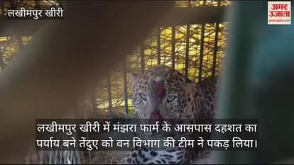 VIDEO : लखीमपुर खीरी के मंझरा फार्म में पिंजरे में कैद हुआ तेंदुआ