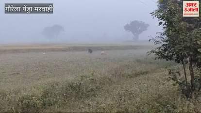 VIDEO : White cub seen with female bear in Gaurela Pendra Marwahi
