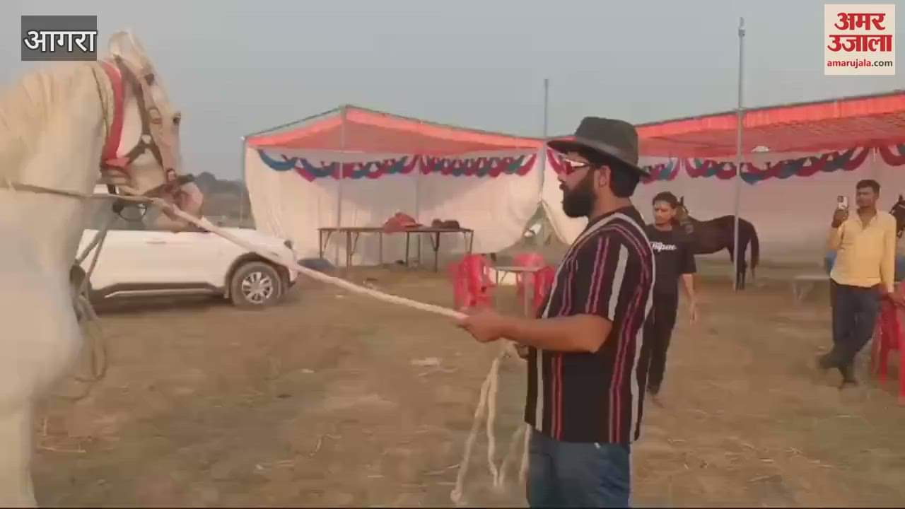 VIDEO : लग्जरी कार से महंगा घोड़ा, कीमत 82 लाख रुपये, ऊंचाई 66 इंच...पीते हैं एक किलो घी; जानें खासियत