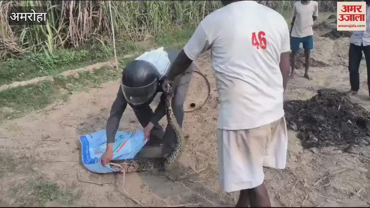 VIDEO : 12 feet long python reached a farmer's field in Amroha, the forest department team caught it
