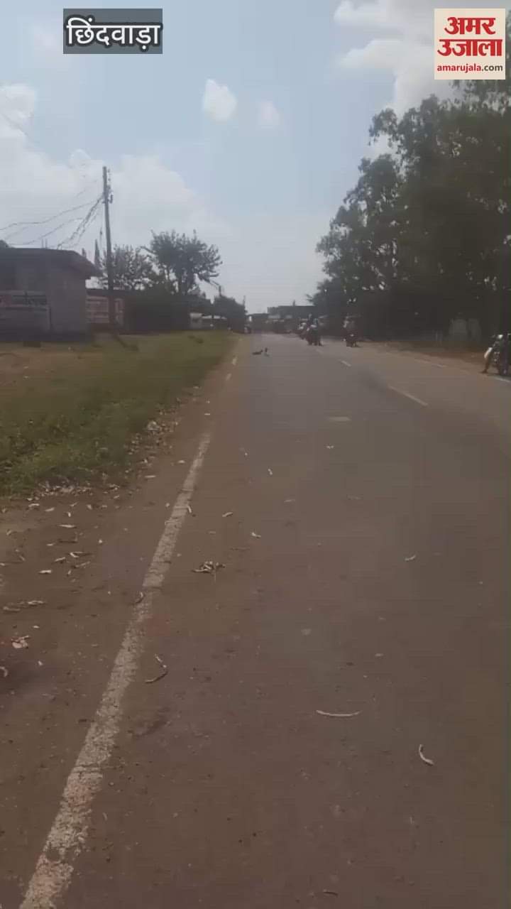 Chhindwara News Snake and Mongoose fight on the middle roadTraffic stopped in Singori