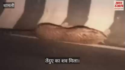 VIDEO : Shamli: Leopard's body found on the highway, if it was a male there would have been less danger, but if it is a female then one should be afraid, but why?