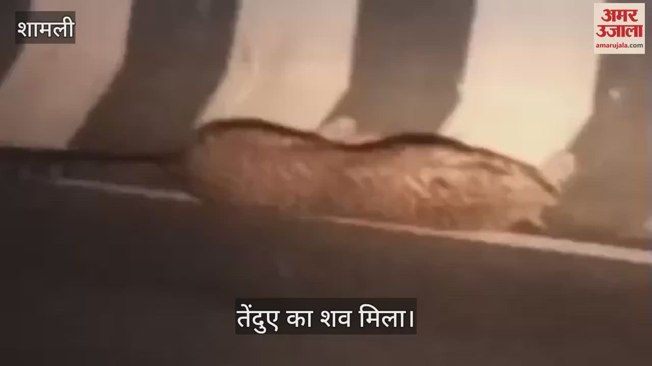 VIDEO : Shamli: Leopard's body found on the highway, if it was a male there would have been less danger, but if it is a female then one should be afraid, but why?