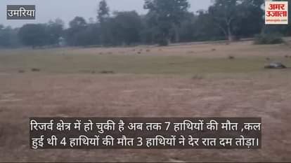 So far 7 elephants have died in the reserve area, 4 elephants died yesterday in umaria