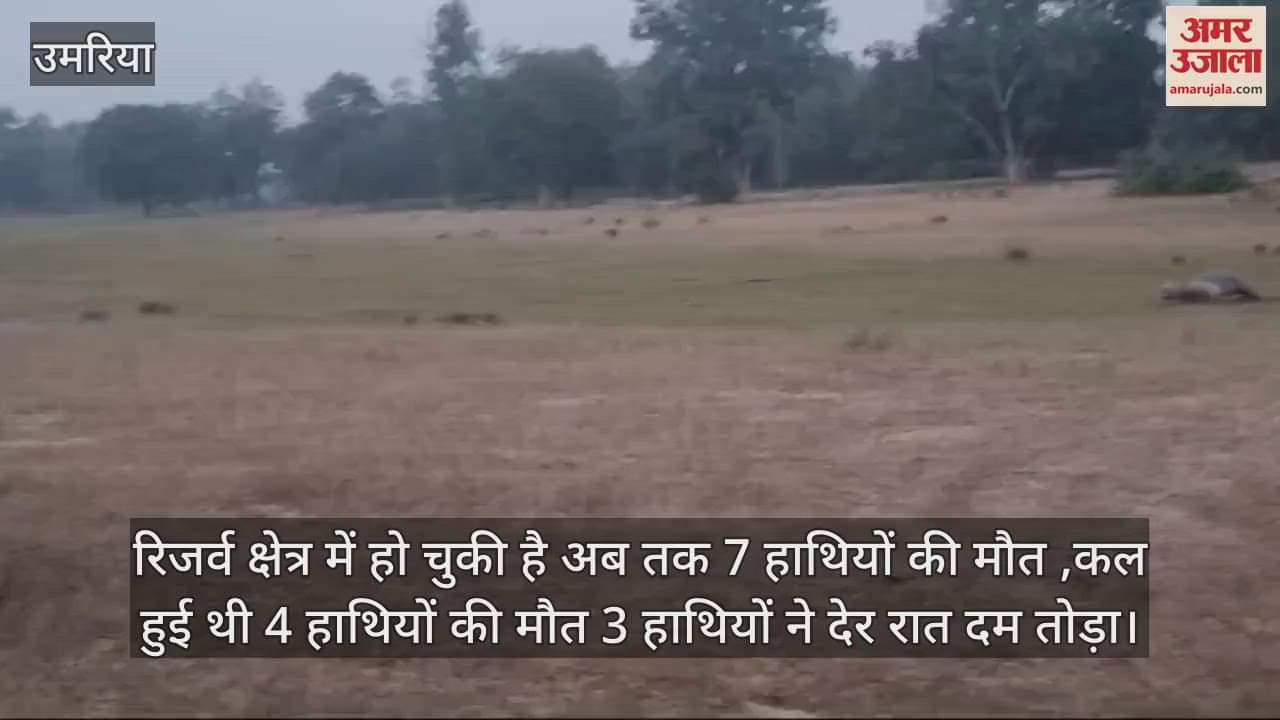 So far 7 elephants have died in the reserve area, 4 elephants died yesterday in umaria