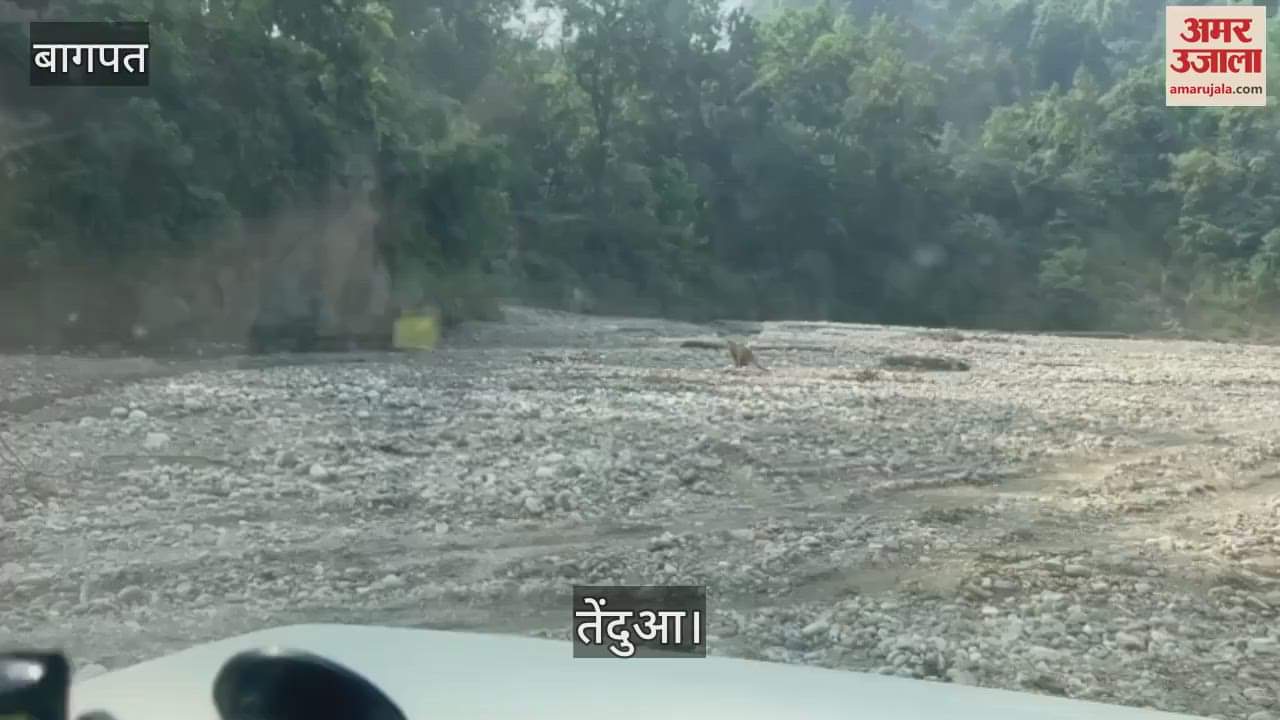 VIDEO : Leopard ran away with the trap in Baghpat, forest department had a tough time catching it