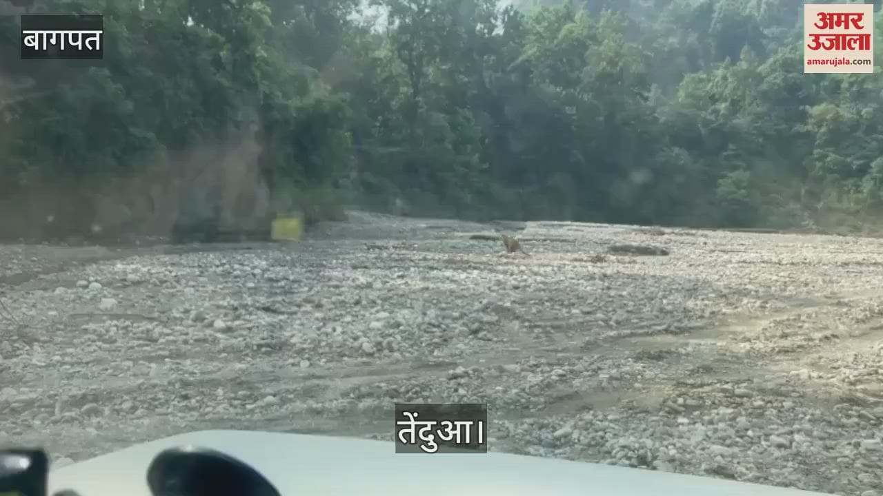VIDEO : Leopard ran away with the trap in Baghpat, forest department had a tough time catching it