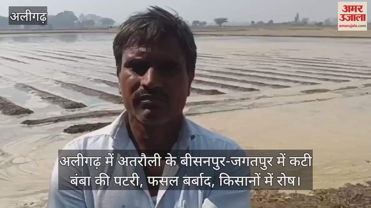 VIDEO : अलीगढ़ में अतरौली के बीसनपुर-जगतपुर में कटी बंबा की पटरी, फसल बर्बाद, किसानों में रोष