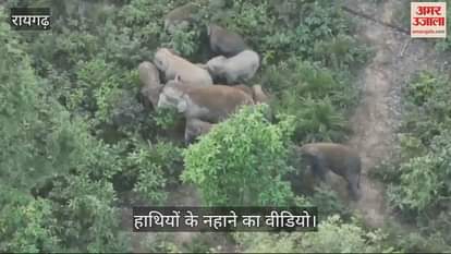 VIDEO : Elephants had fun with their children in the dam in Raigad video made with drone camera
