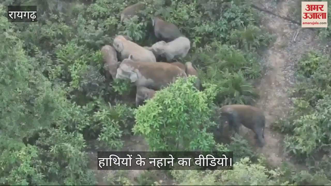 VIDEO : Elephants had fun with their children in the dam in Raigad video made with drone camera
