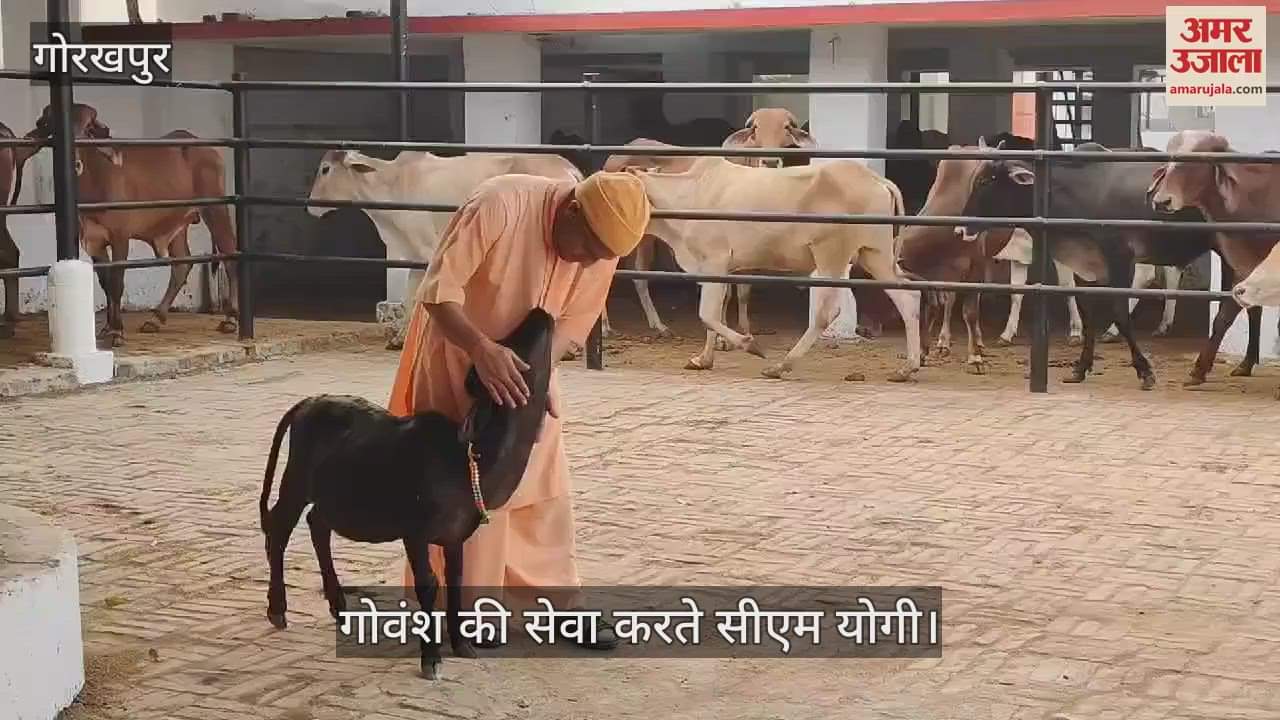 VIDEO : CM Yogi did cow service in Gorakhpur Gorakhnath temple, brought two cows, loved them, fed them with hands