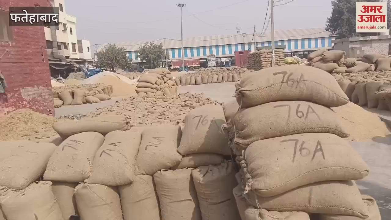 VIDEO : Paddy is not being procured in Fatehabad on the pretext of excess moisture