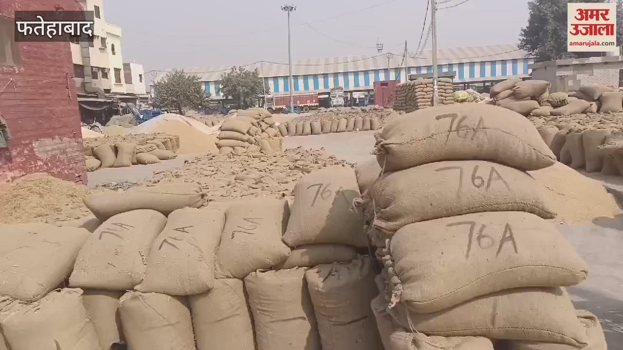 VIDEO : Paddy is not being procured in Fatehabad on the pretext of excess moisture