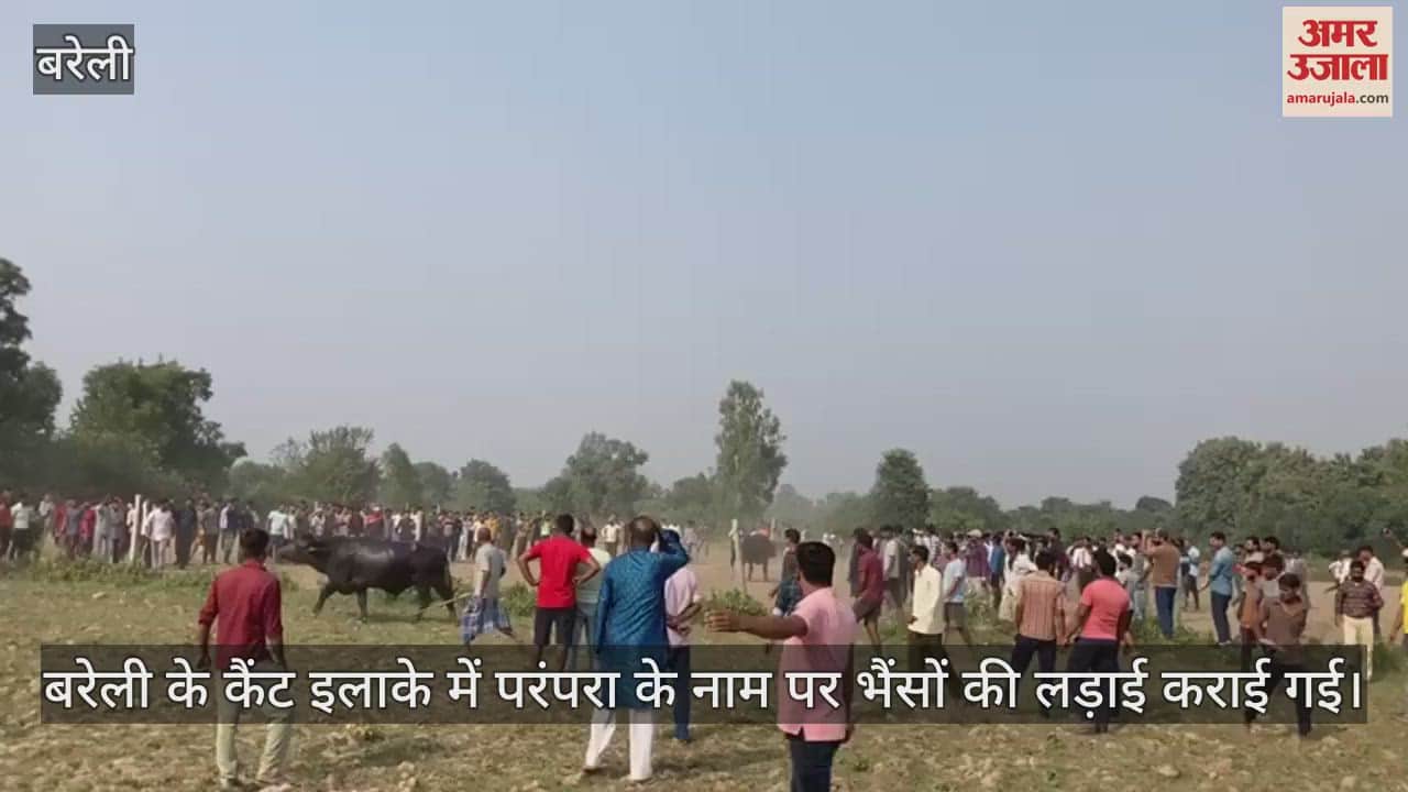 VIDEO : बरेली में परंपरा के नाम पर भैंसे लड़वाए: सबने देखा... जिम्मेदारों ने किया अनदेखा