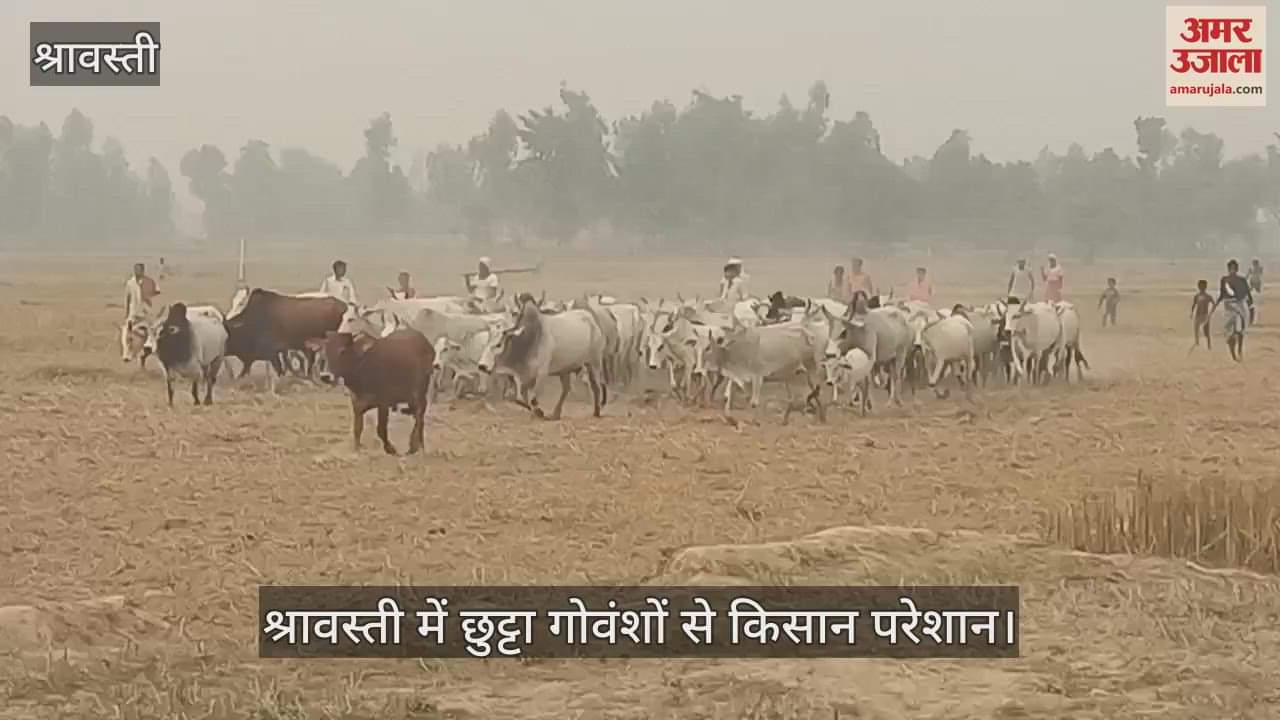 VIDEO : श्रावस्ती में छुट्टा गोवंशों से किसान परेशान, शिकायत पर भी नहीं हो रहा समाधान