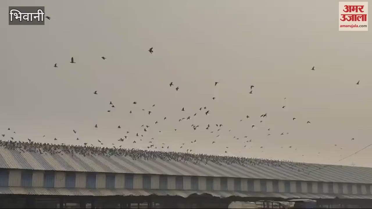 VIDEO : Lifting of millet in the final stage in Bhiwani new grain market, arrival of paddy has started