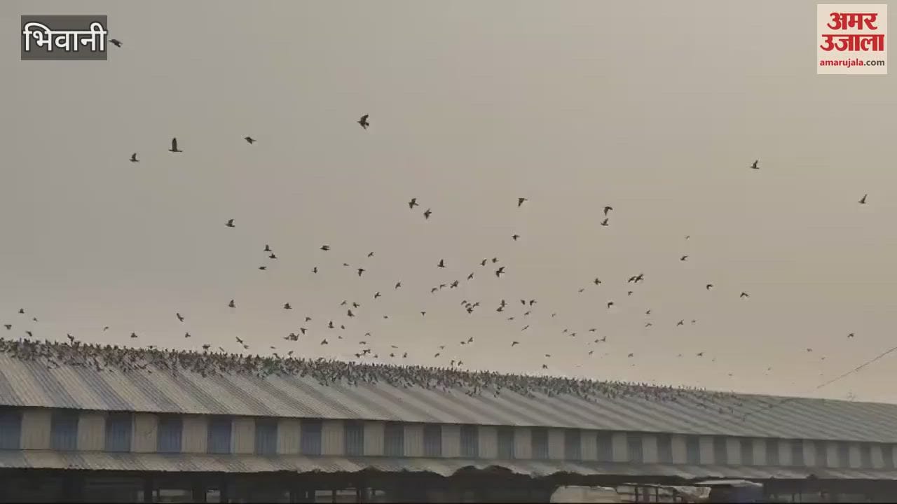 VIDEO : Lifting of millet in the final stage in Bhiwani new grain market, arrival of paddy has started