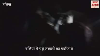 VIDEO : Questions raised on police system in Ballia pickup full of animals collided with the pole smuggler absconded