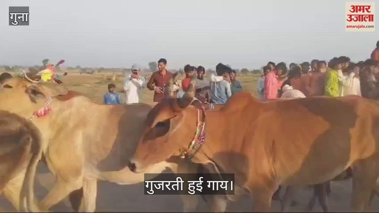 The tradition of the tribals in Guna is to lie down under the feet of a cow after the fulfillment of a wish