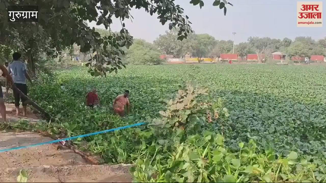 VIDEO : Preparations for Gurugram Mahaparva Chhath begin, villagers busy removing water hyacinth from Basai pond