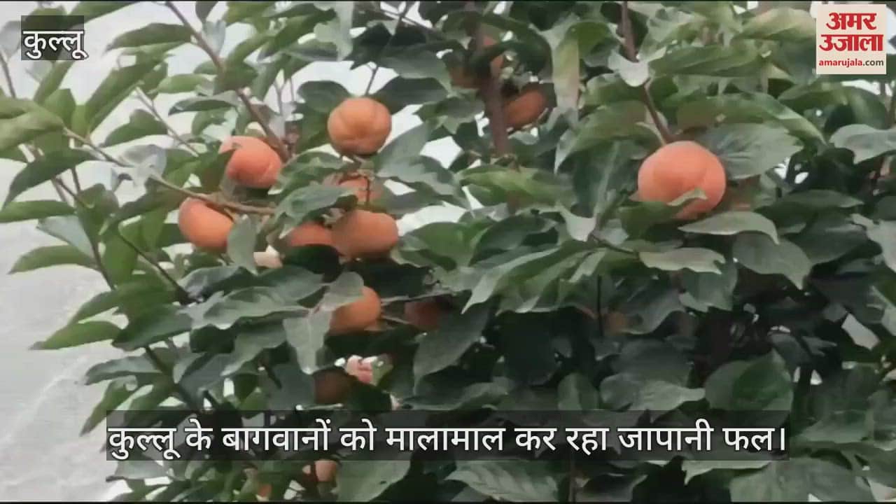 VIDEO : Japanese fruit is making Kullu gardeners rich